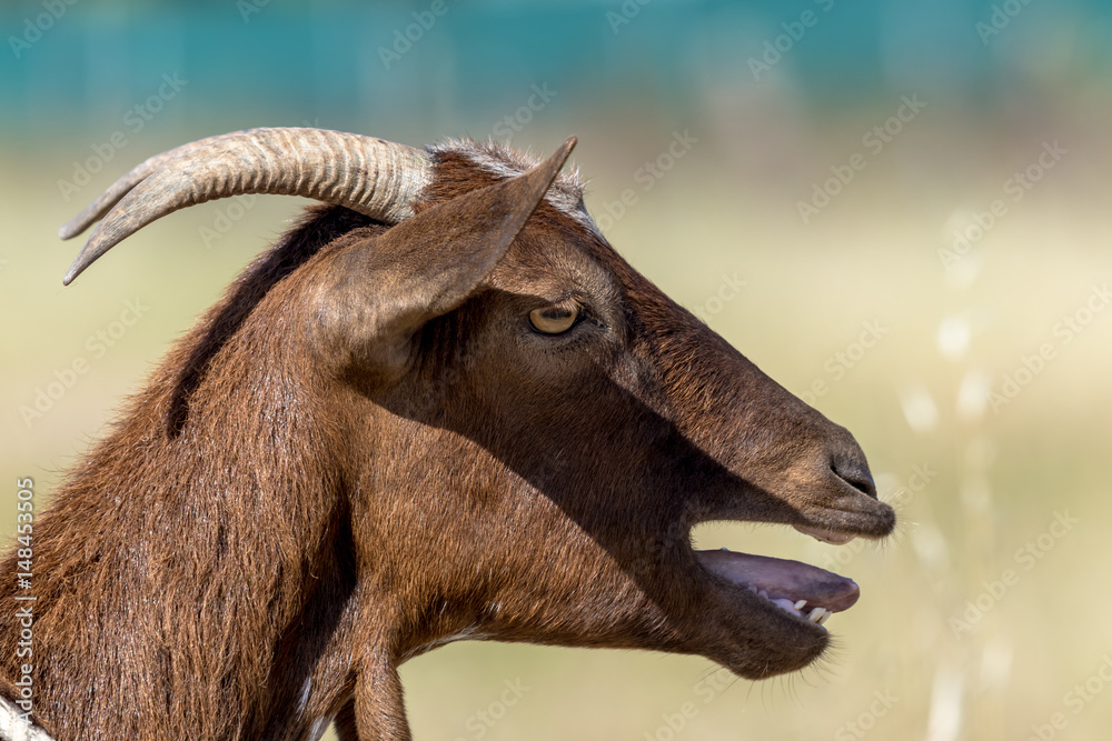 Brown goat