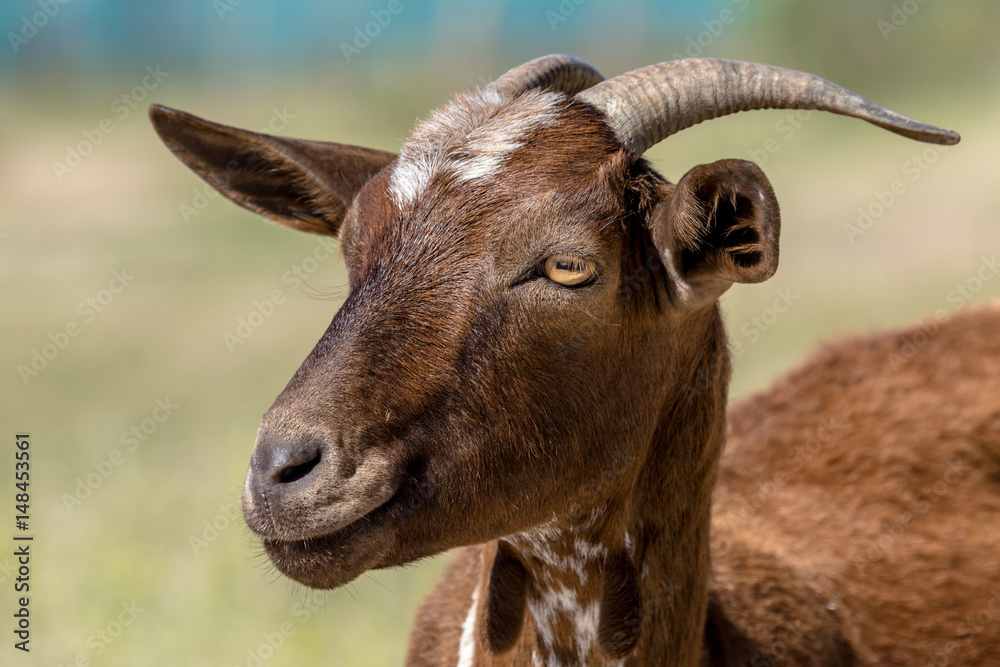 Fototapeta premium Brown goat
