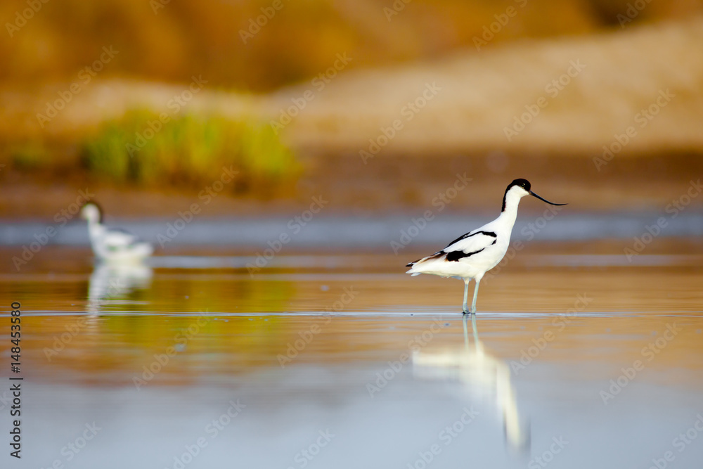 Pied Avocet, Recurvirostra avosetta Pied Avocet, Recurvirostra avosetta