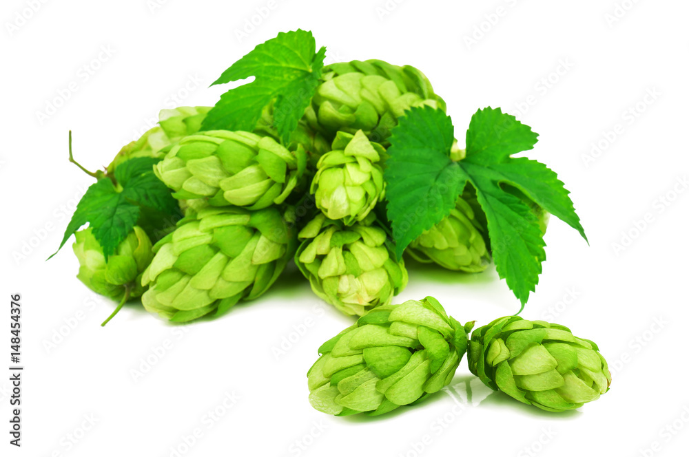 heap of lush, green hops heap of lush, green hops