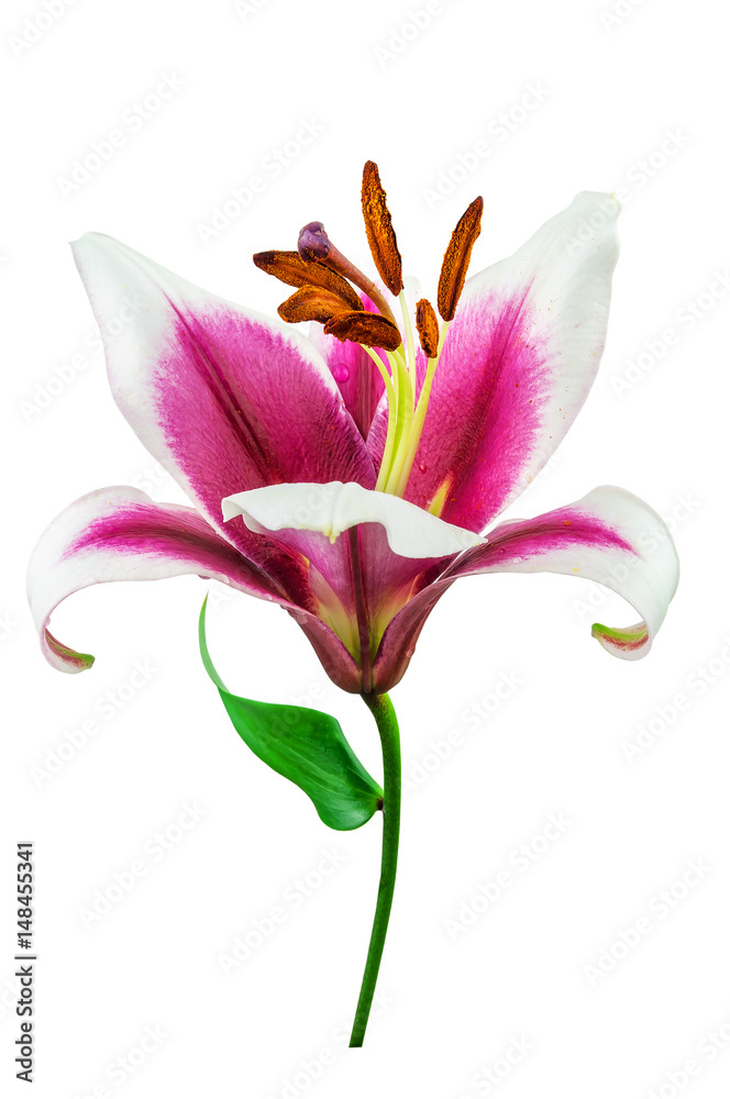 isolated purple lily