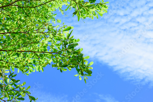 Beautiful tree on blue sky background