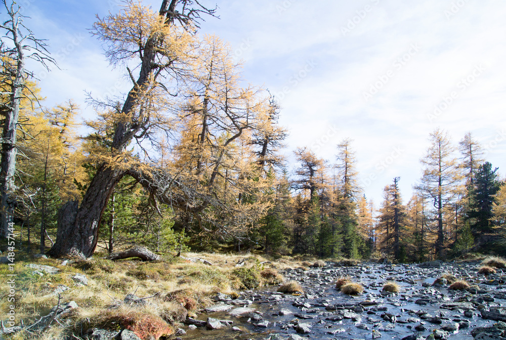 Torrent in the Mountains with Weather-ragged larch trees