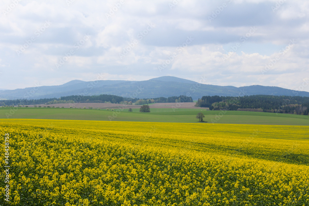  Field of Brassica napus with hills and sky. Czech landscape