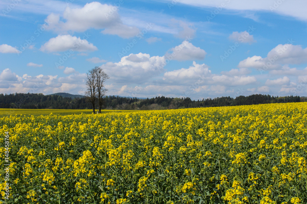  Field of Brassica napus with tree and sky. Czech landscape