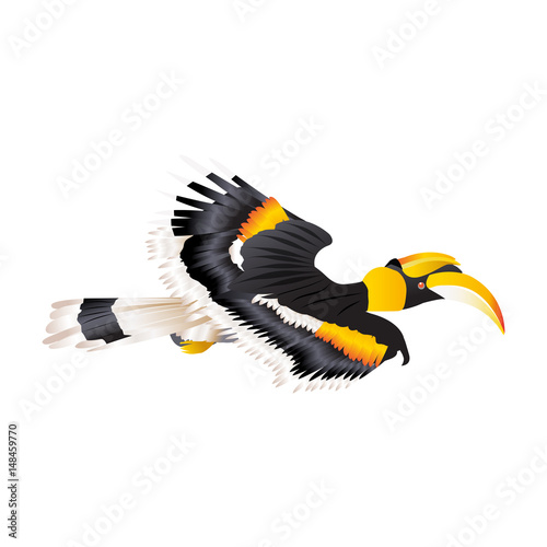 Great Hornbill flying in nature