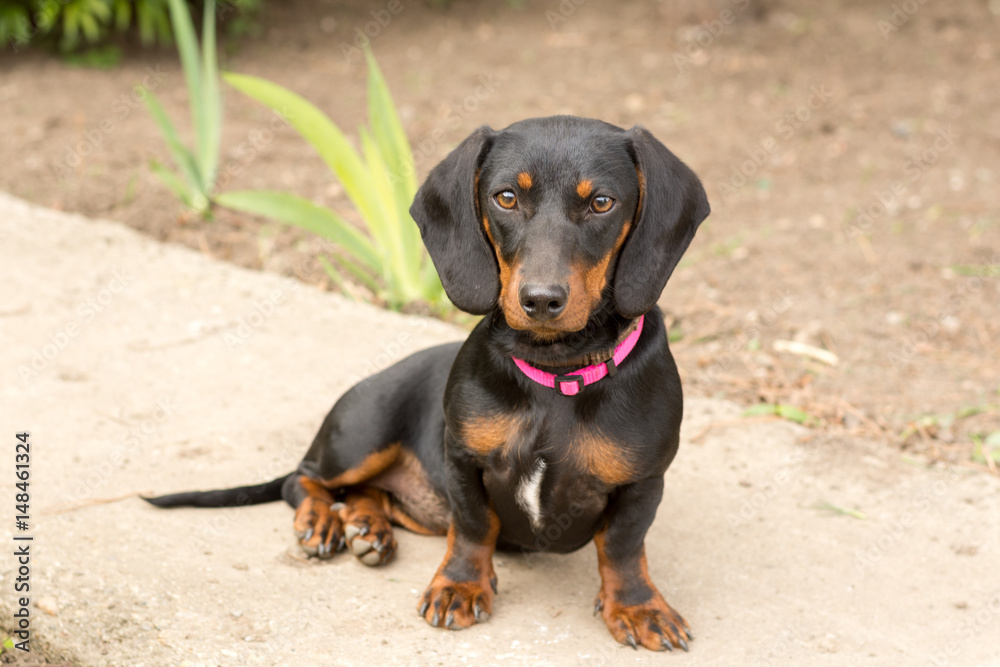 Black dachshund sitting and looking to camera Black dachshund sitting and looking to camera