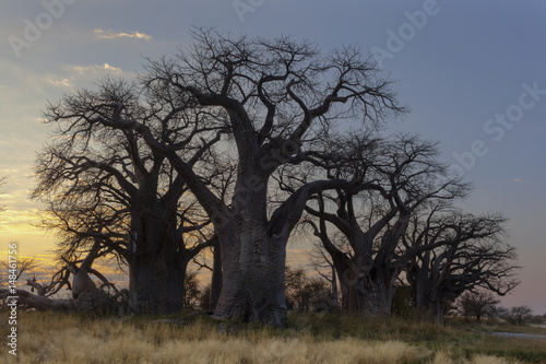 Sunrise at Baines Baobab's