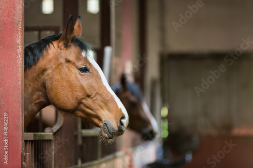 Fototapeta Naklejka Na Ścianę i Meble -  The horse is looking over the stable doors