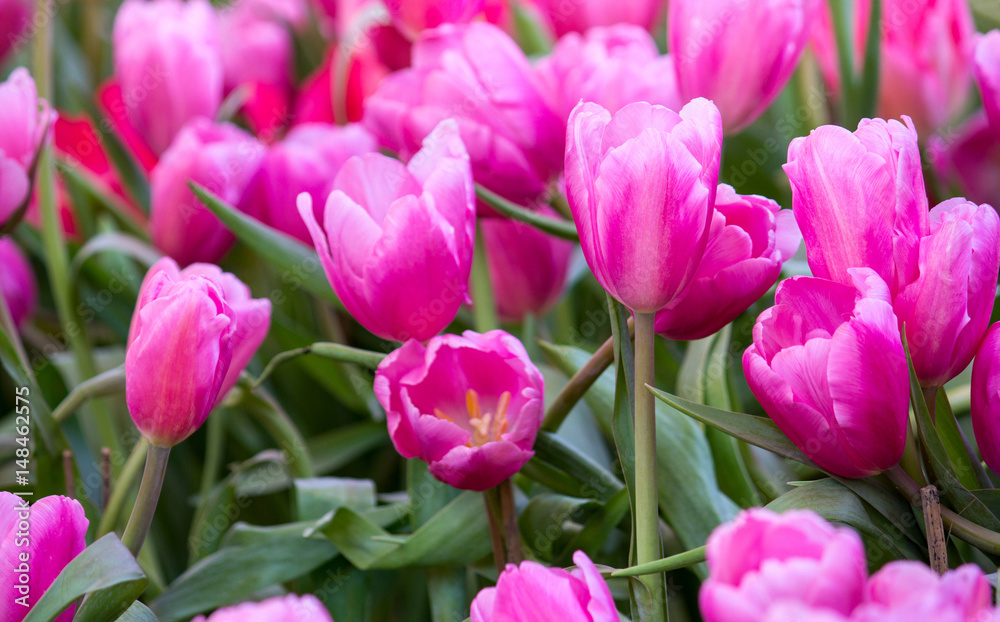 Pink tulip flower fields blooming in the garden Pink tulip flower fields blooming in the garden