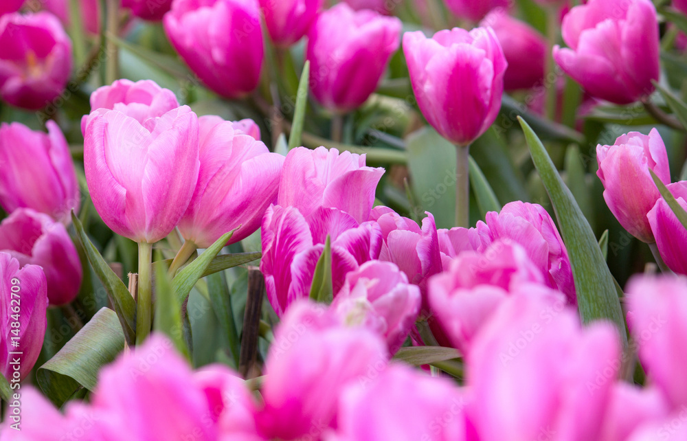 Fototapeta premium Pink tulip flower fields blooming in the garden