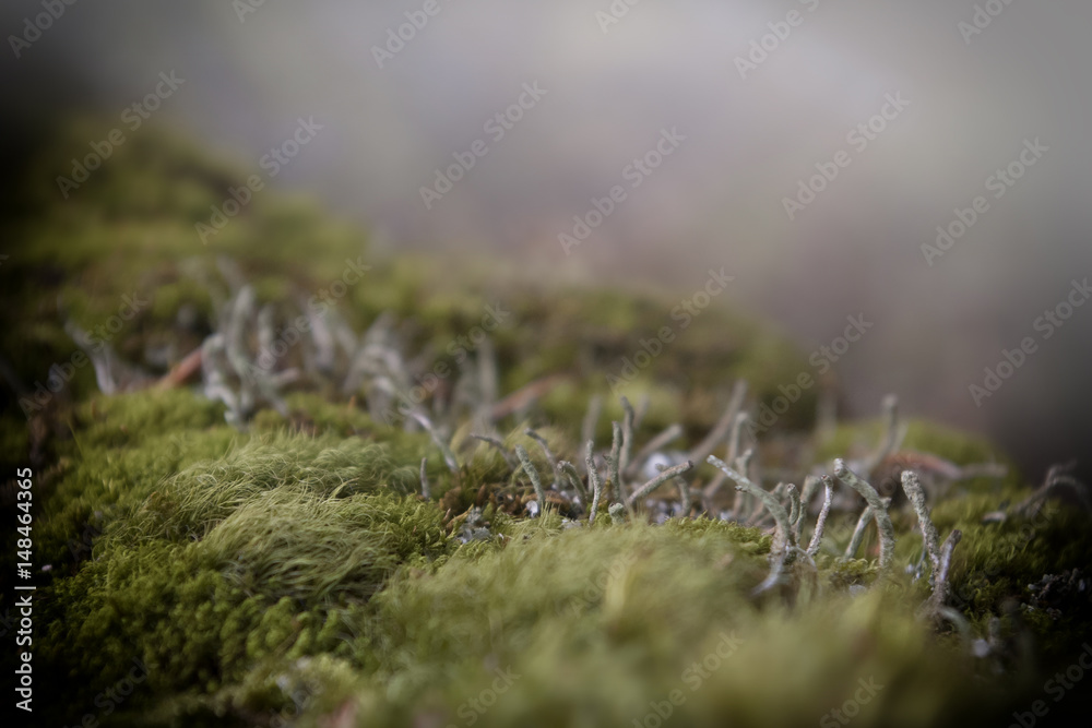 Moss, macrofotography, background