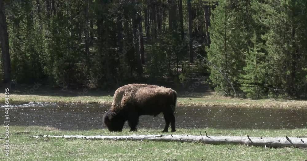 Bison, animal Bison, animal