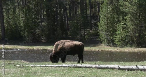 Bison, animal