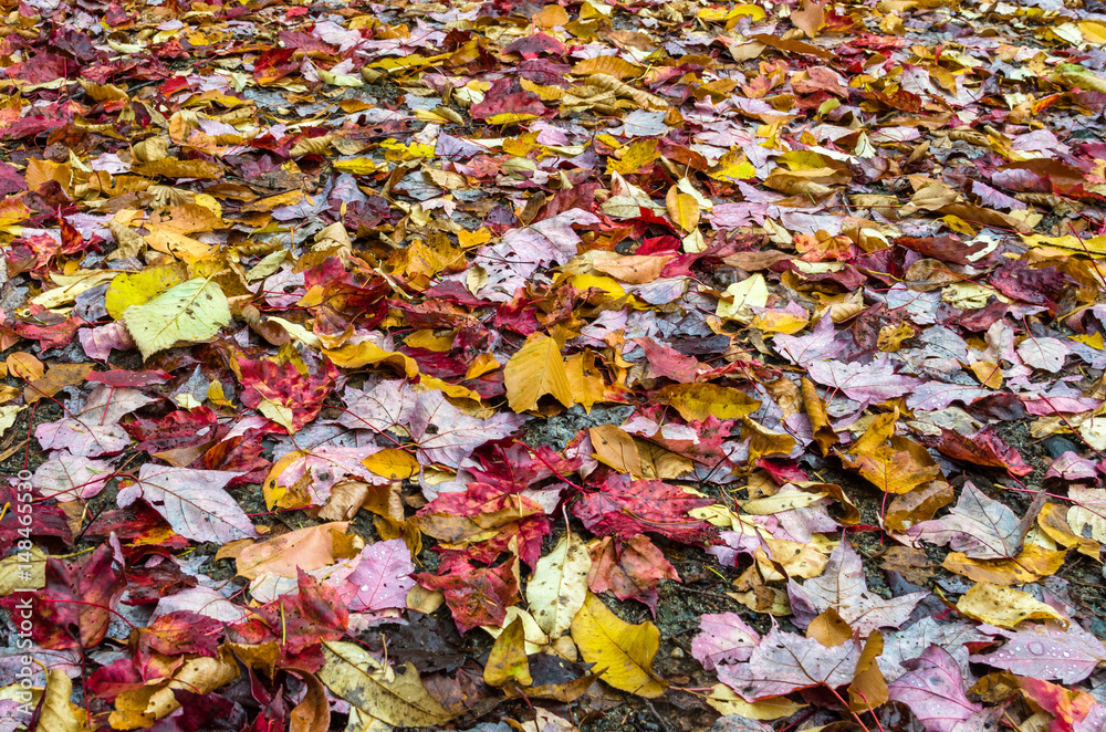 Fallen Autumn Leaves covering the Ground