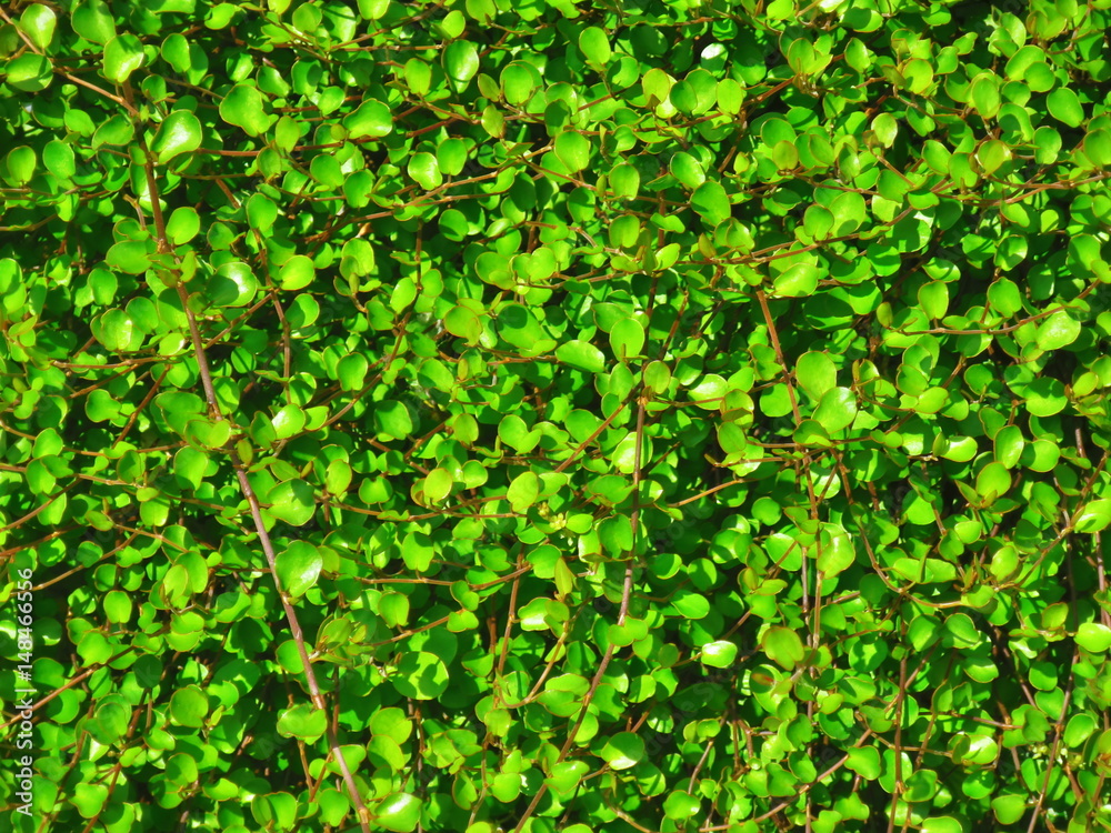 natura verde pianta ramificante natura verde pianta ramificante