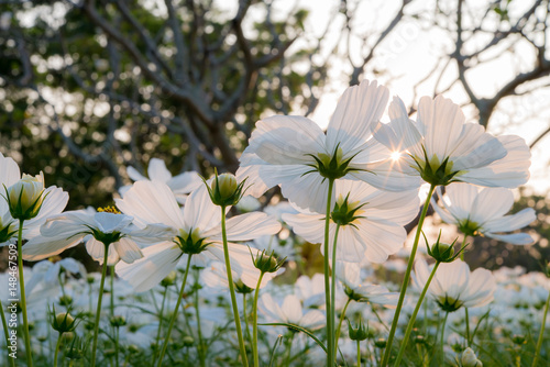 Close up white cosmos flower from low angle view with at evening time.