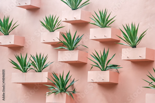 Succulents on the wall