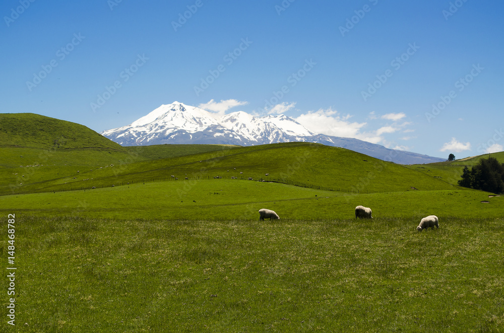 Green meadows with three sheep and the mount Ruapehu in the background (New Zealand)
