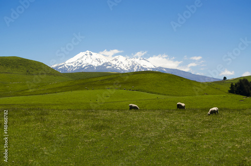 Green meadows with three sheep and the mount Ruapehu in the background (New Zealand)   © jmubalde