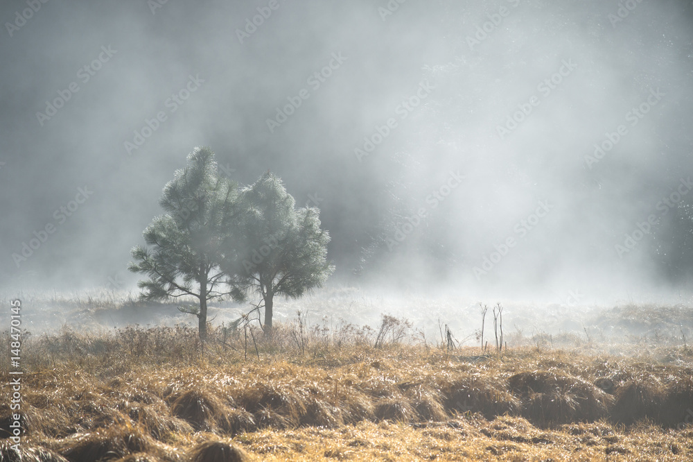 Φωτογραφία Couple of pine tree in the mystery fog, Yosemite National Park, California USA
