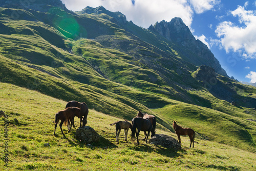 Horses graze on alpine pasture