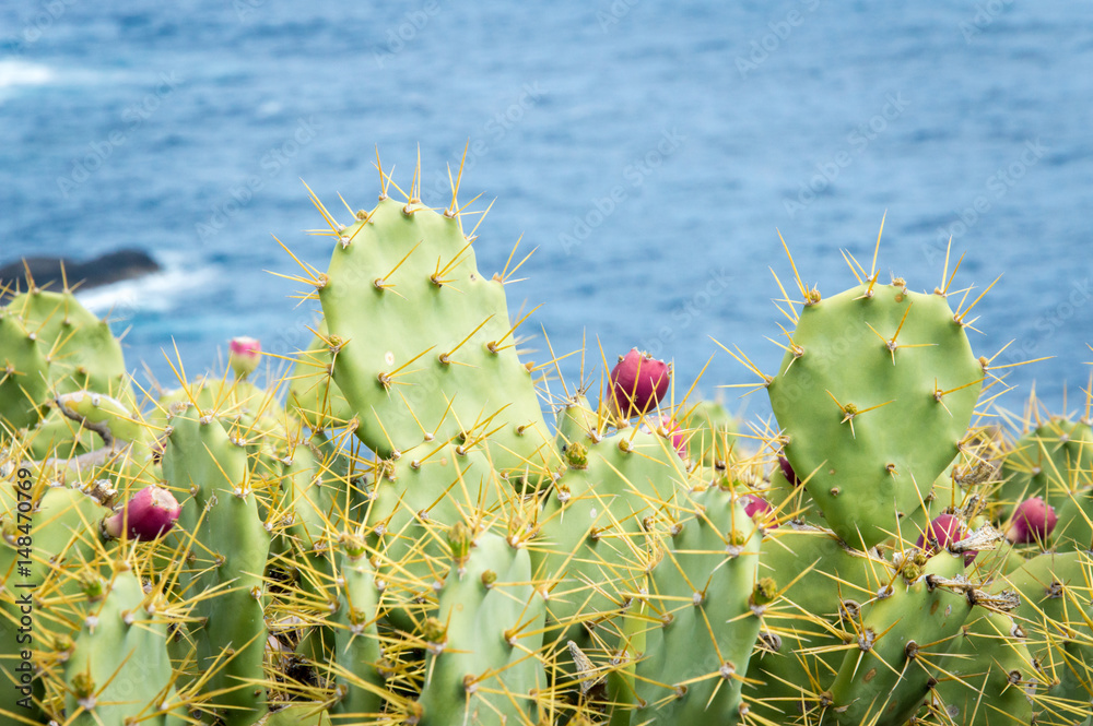 Cactus with cactus fruits, Canary Islands, Gran Canaria - Stock Photo Cactus with cactus fruits, Canary Islands, Gran Canaria - Stock Photo