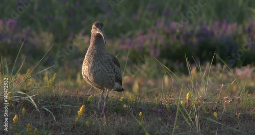 Curlew, Brachvogel, Bird