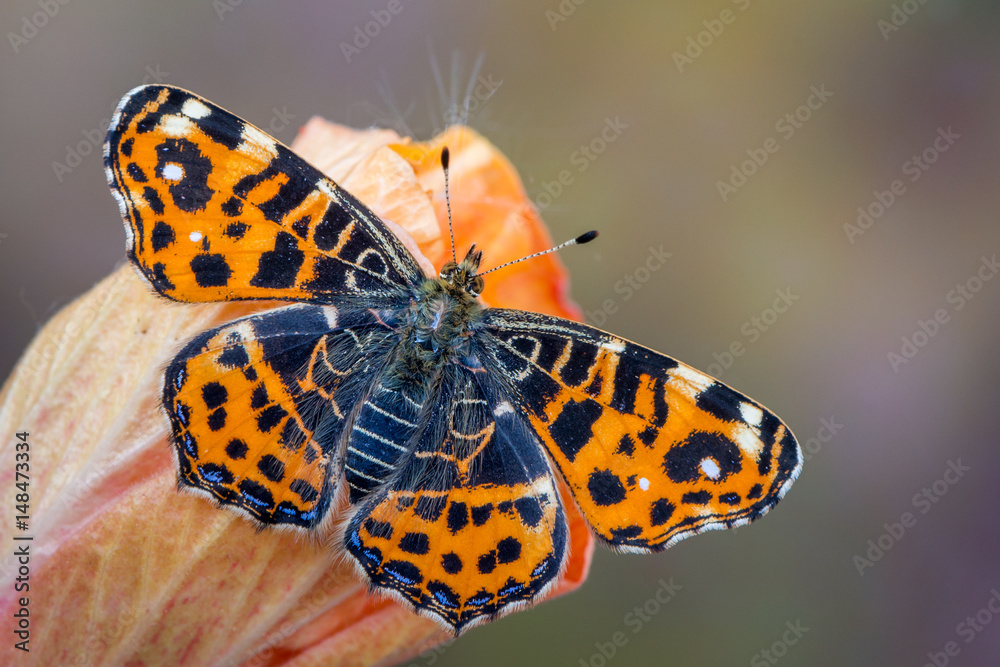 Obraz premium The map - Araschnia levana