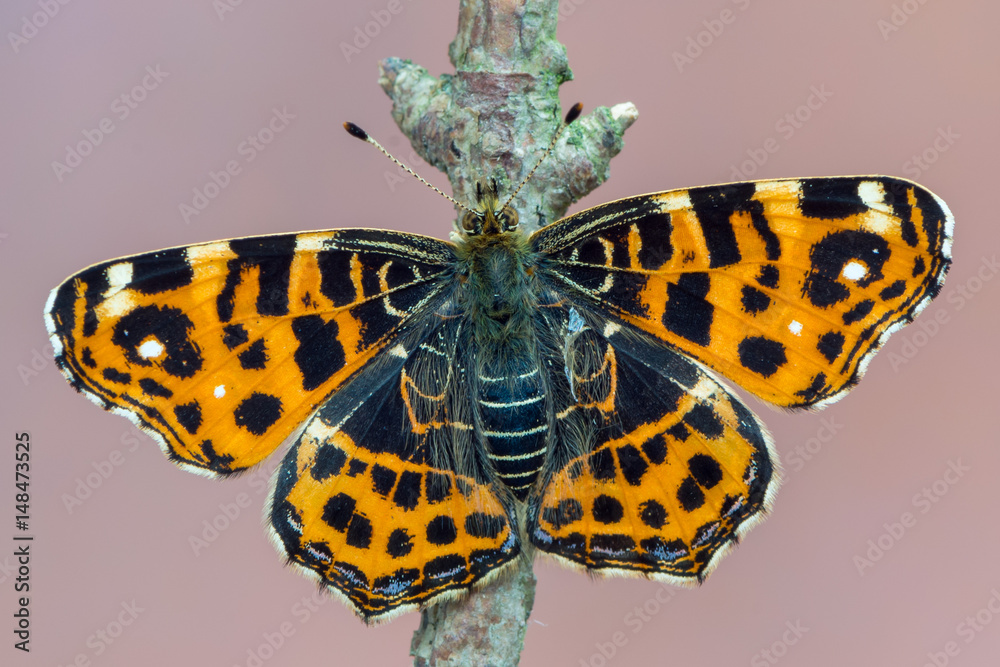 Obraz premium The map - Araschnia levana