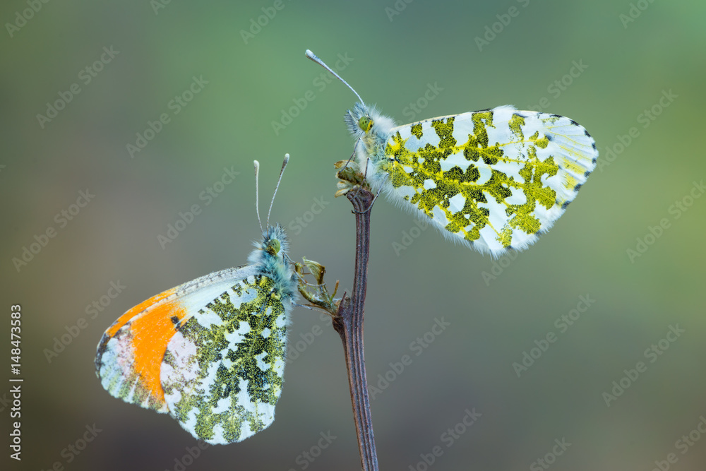 Obraz premium the orange tip - Anthocharis cardamines