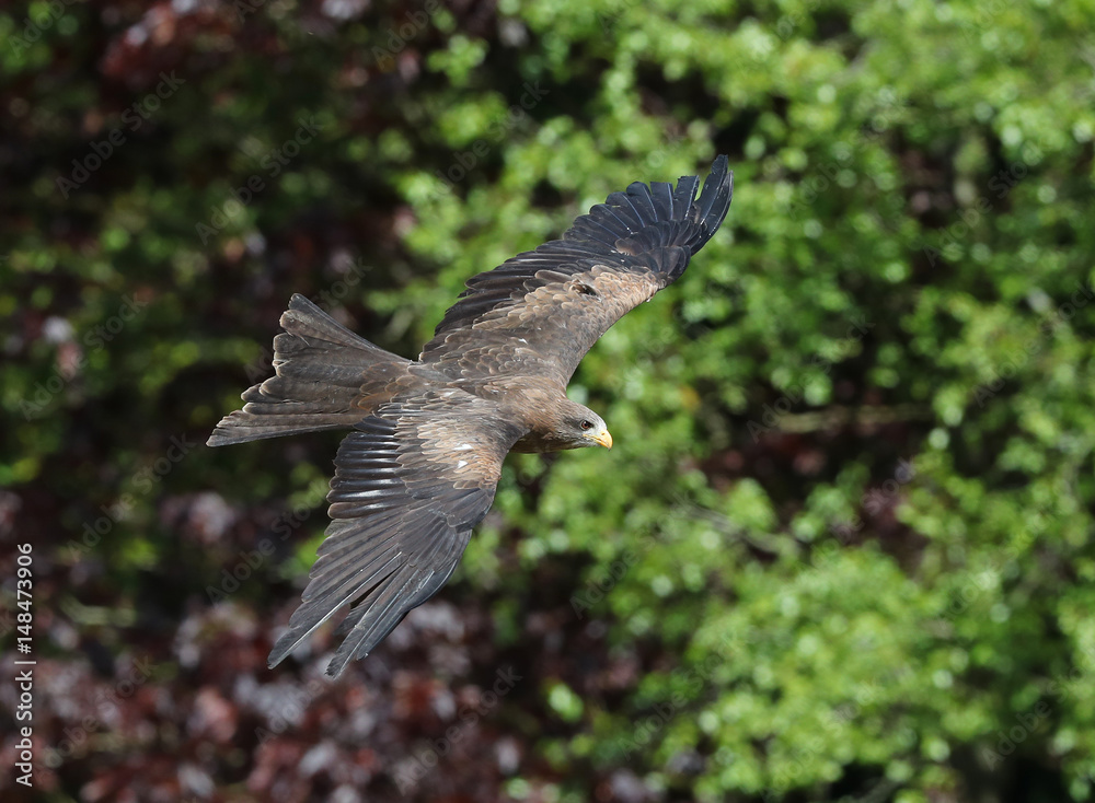 Obraz premium Close up of a Black Kite in flight