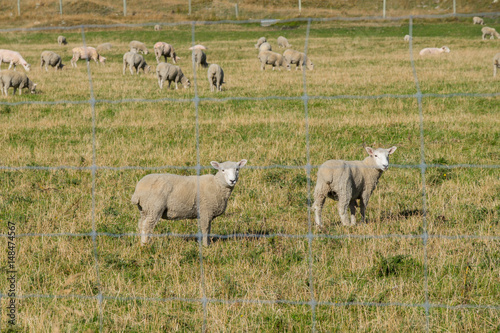 Flock of sheep in New Zealand