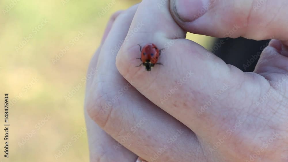 Ladybug crawling on the palm of hand and fingers Ladybug crawling on the palm of hand and fingers