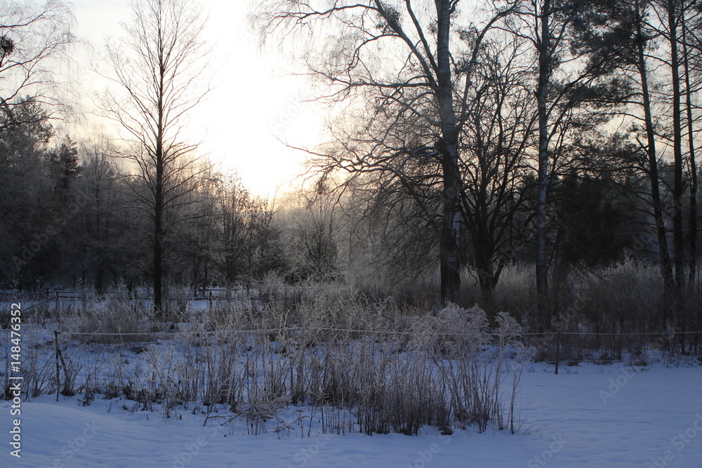 śnieżny krajobraz z drzewami i słońcem w tle