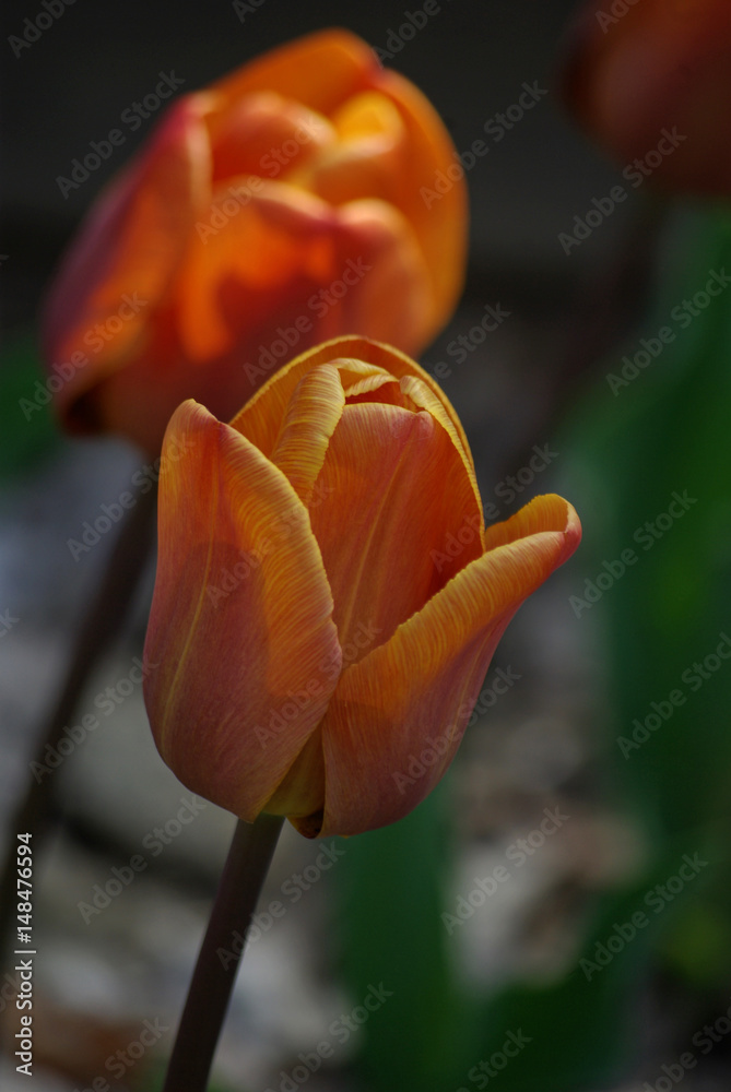 Tulipe orange au printemps au jardin Tulipe orange au printemps au jardin