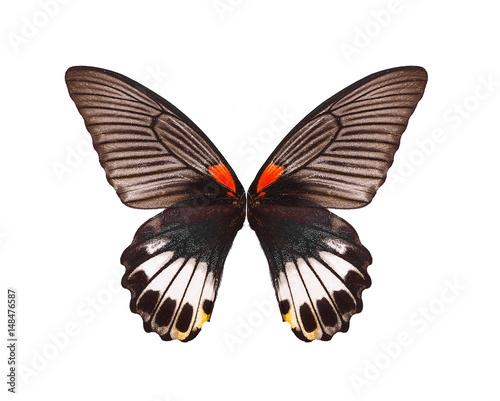 Butterfly wings, Isolated on white background