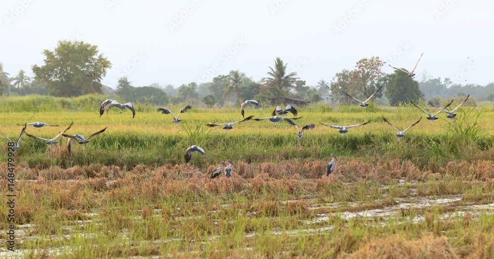 Asian openbill in paddy at Thailand. Asian openbill in paddy at Thailand.