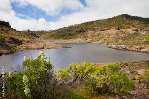 Presa de las Ninas -  beautiful lake in Inagua Park in Gran Canaria, blooming endemic plants Echium decaisnei. photo