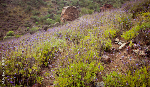 Lavandula canariensis  -  endemic lavender in Gran Canaria -  spring meadows. photo