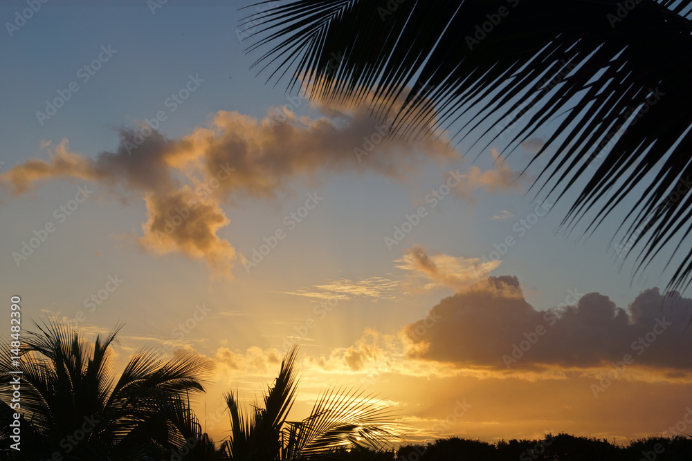Coucher de soleil et palmier