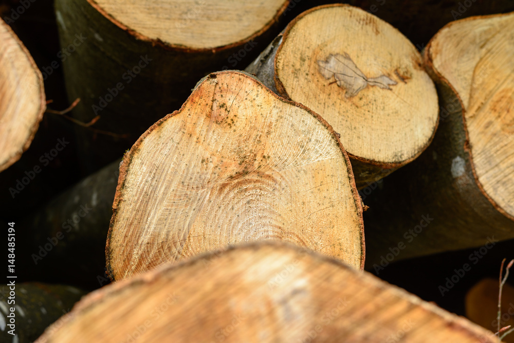 Baumstamm Querschnitt nach Abholzung im Wald mit Unschärfe Baumstamm Querschnitt nach Abholzung im Wald mit Unschärfe