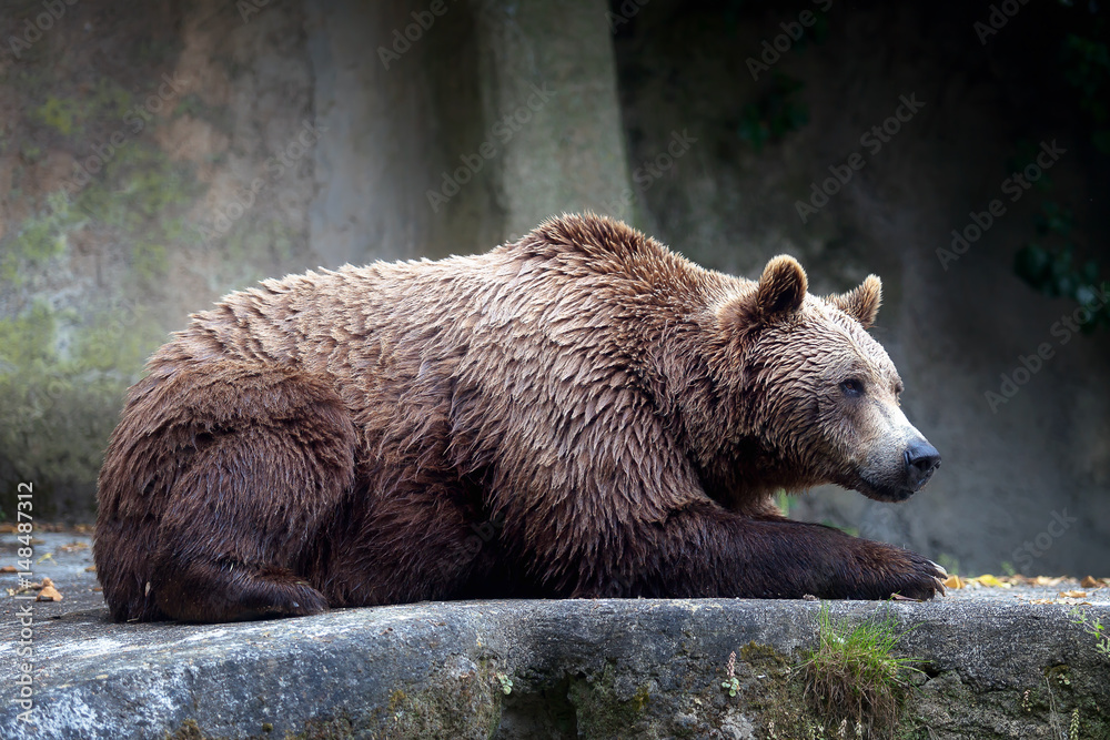 Naklejka premium Brown bear, captive. A brown bear male specimen, taken out of profile. Bear lying down, full figure.