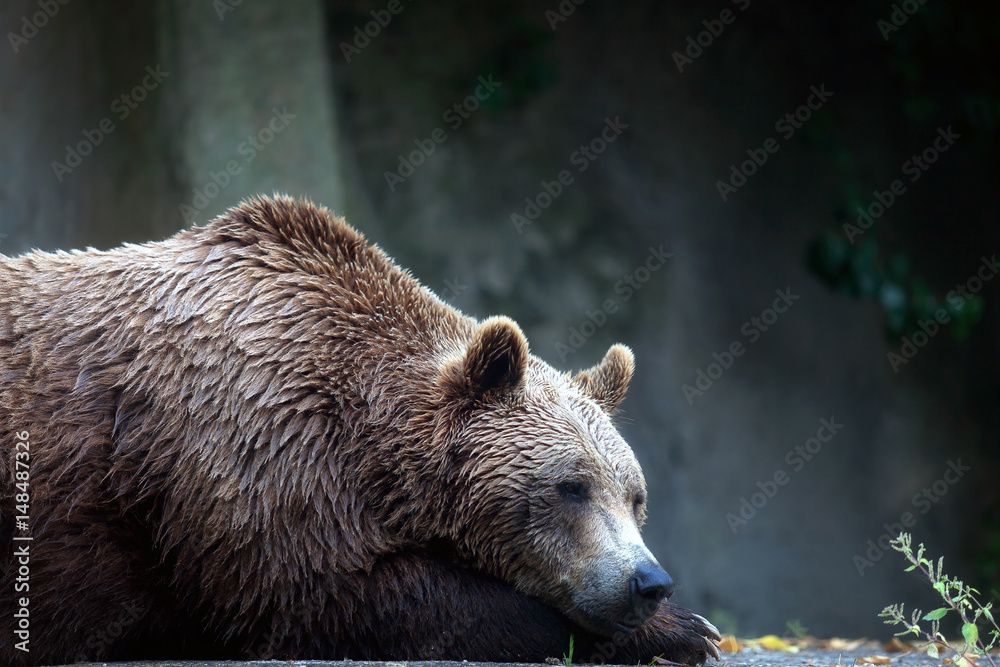 Brown bear, captive. A brown bear male specimen, taken out of profile. Bear lying down, half bust.