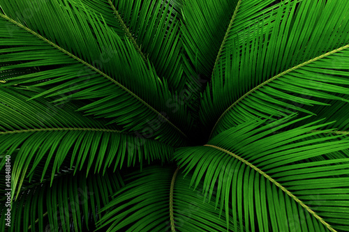 Palm leaves green pattern, abstract tropical background.