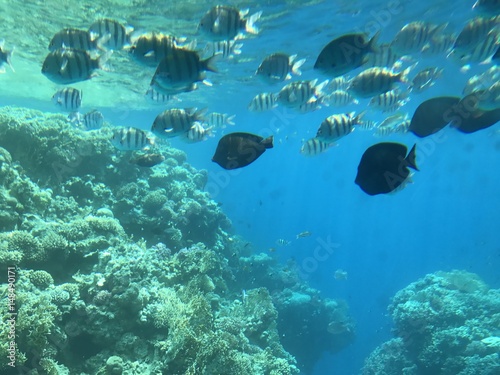 много красивых рыб плавают среди кораллов под водой в море
