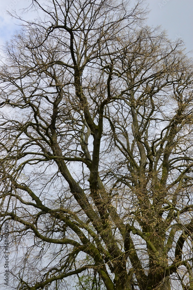 Krone einer großen Sommerlinde
( Tilia platyphyllos ) Krone einer großen Sommerlinde
( Tilia platyphyllos )