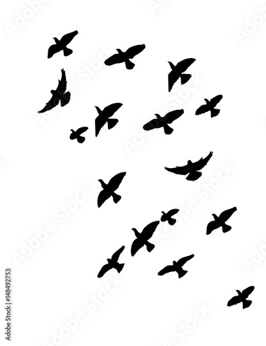 Silhouette of flying birds, flight, flock, illustration © zolotons
