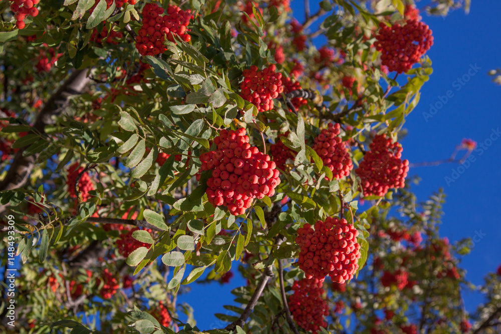 Branch of a mountain ash Branch of a mountain ash
