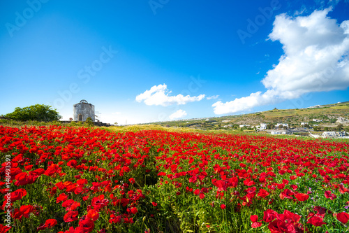 Abstract background of wild red poppies with bright blue sky and an old windmill, Santorini, Greece